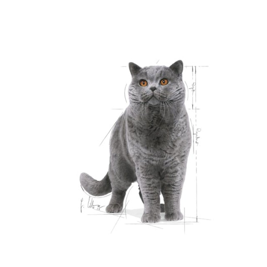 Royal Canin British Shorthair Adult – Hrană Umedă în Sos pentru Pisici Adulte din Rasa British Shorthair – 85 g